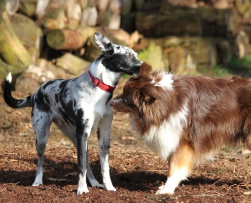 Hundeschule offene Gruppe für Hunde