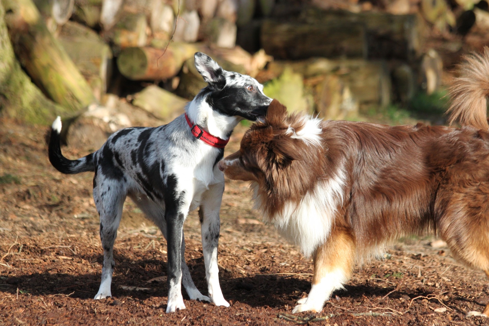 Hundeschule offene Gruppe für Hunde