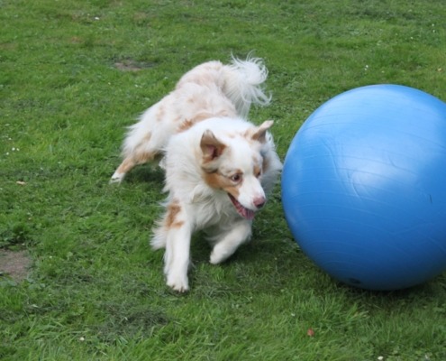 Hund mit Treibball in der Hundeschule in Aachen