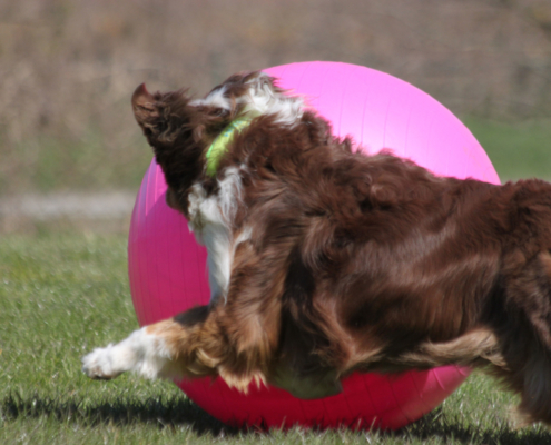 Treibball